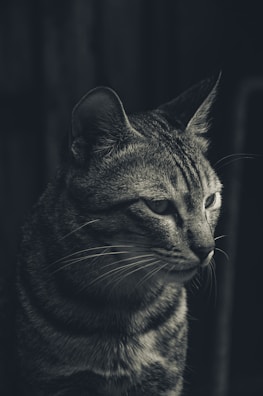 A detailed close-up of a tabby cat's face, featuring prominent whiskers and a focused expression. The image is rendered in monochrome, highlighting the patterns in the cat's fur.