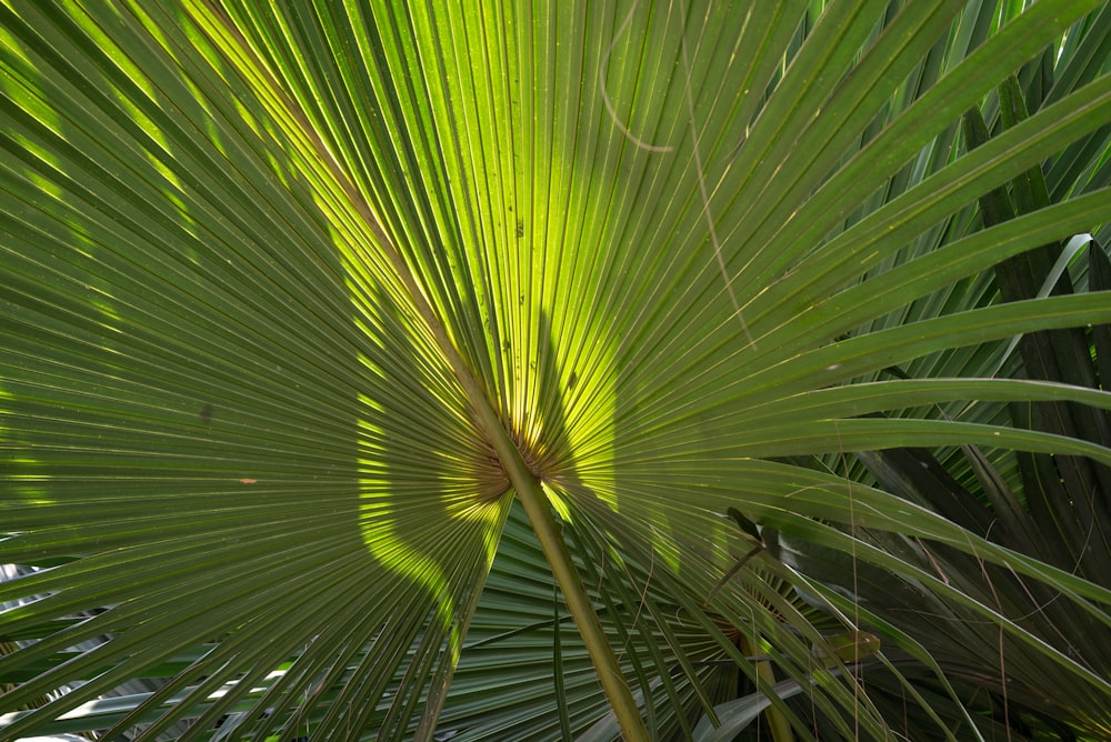 a close up of a palm tree leaf