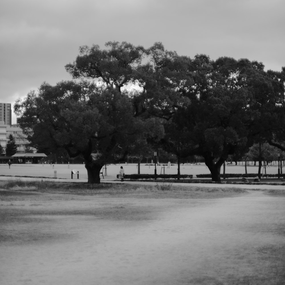 a black and white photo of trees in a park