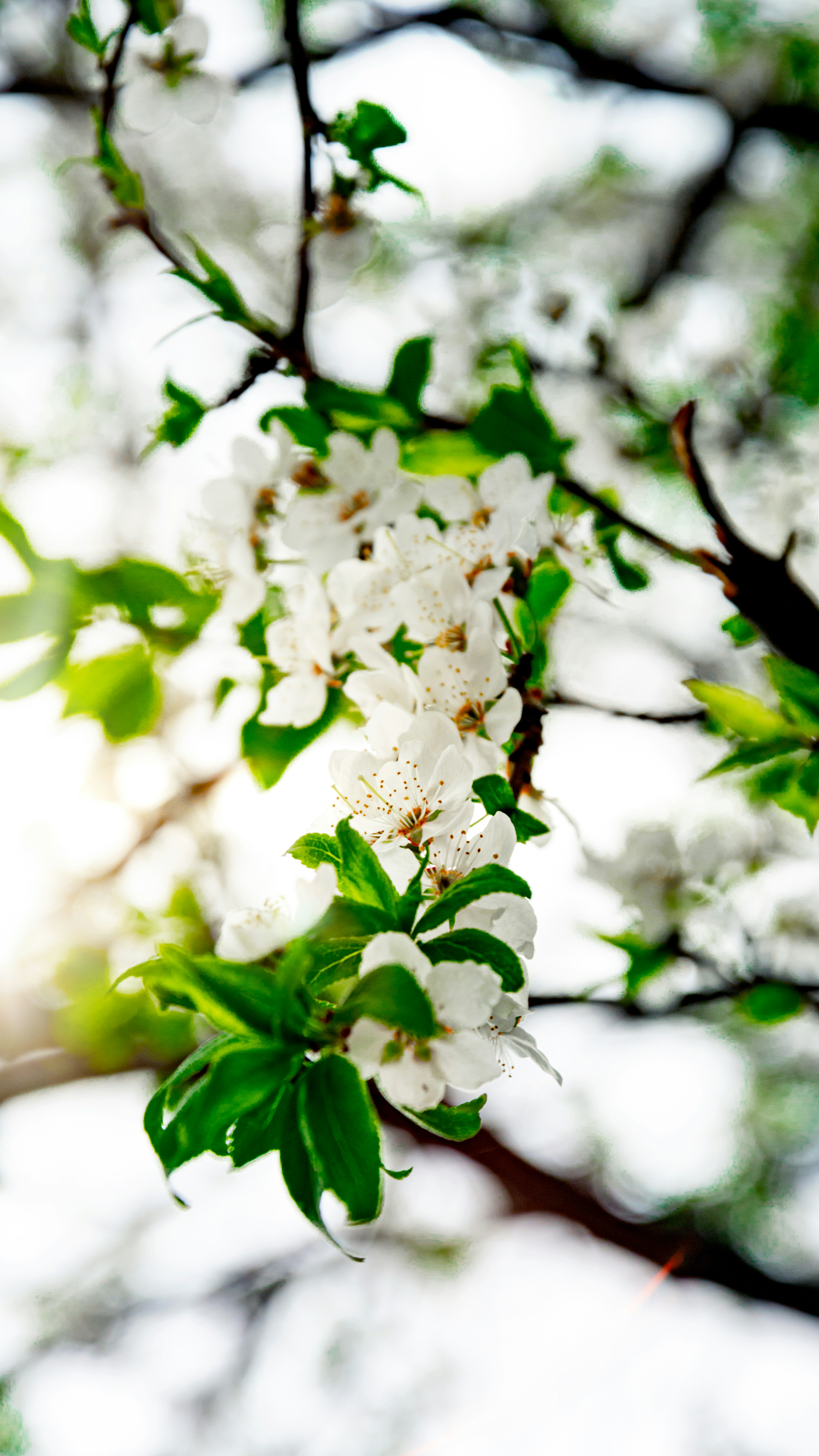 Photo by impermanent