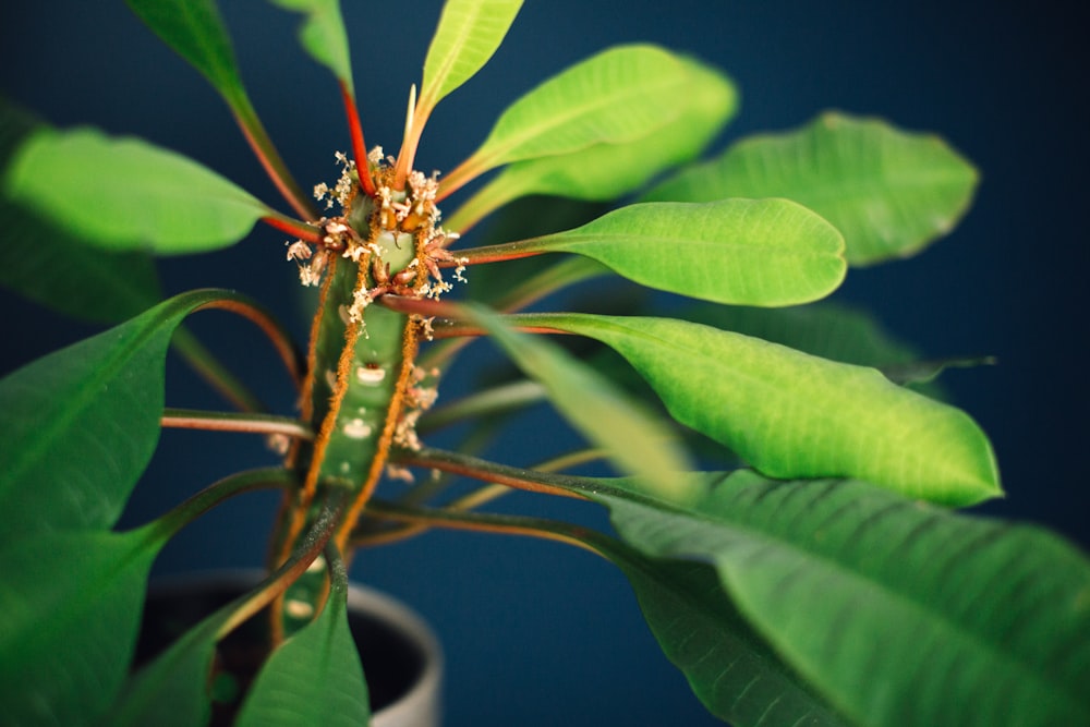 a close up of a plant with green leaves