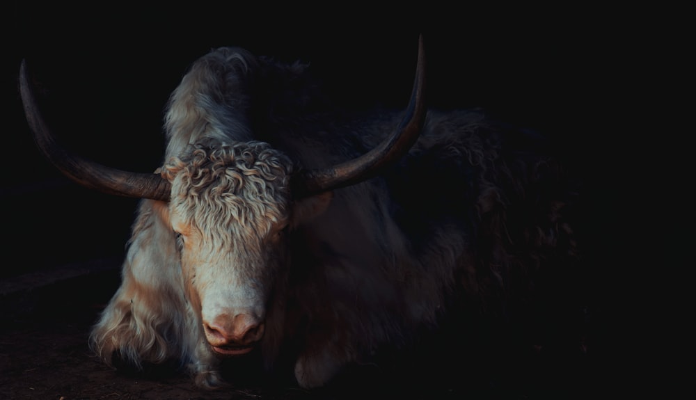 a long horn bull with large horns standing in the dark