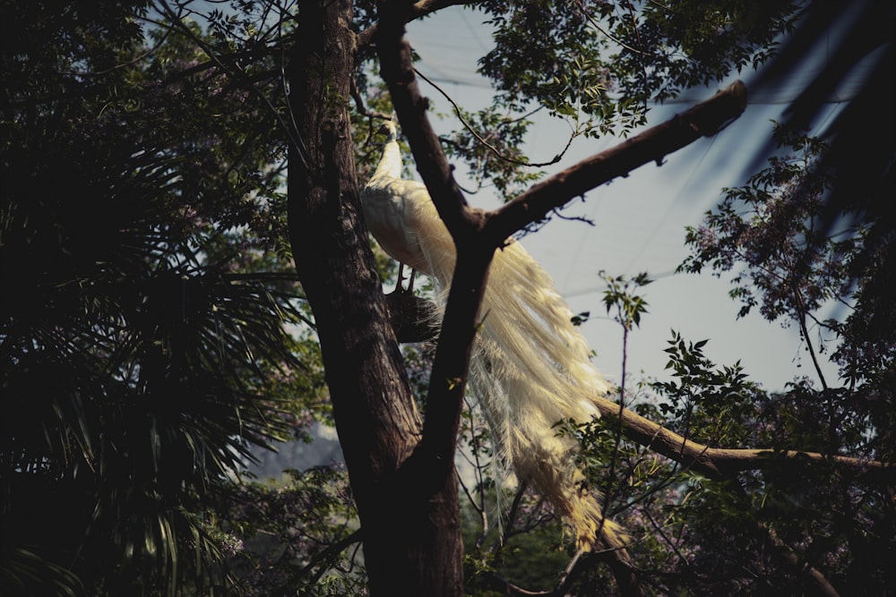 a large white bird perched on top of a tree