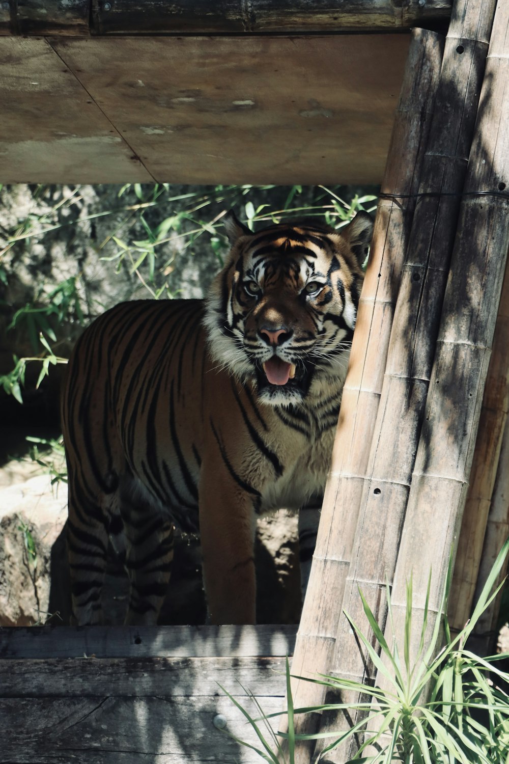 a tiger is standing under a wooden structure