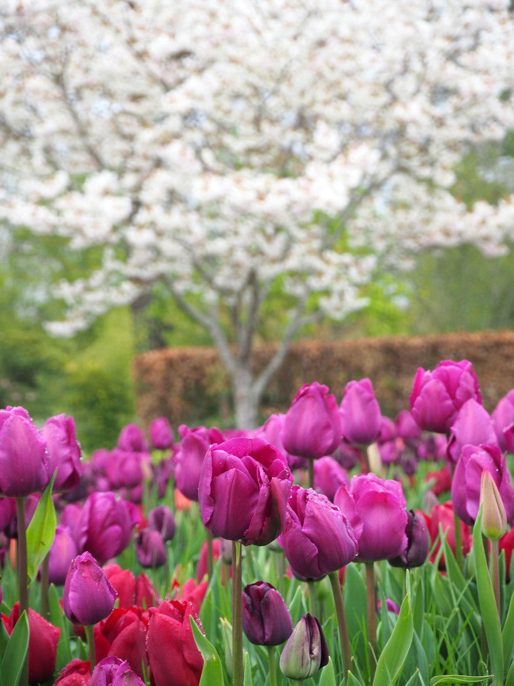 a field full of purple and red tulips