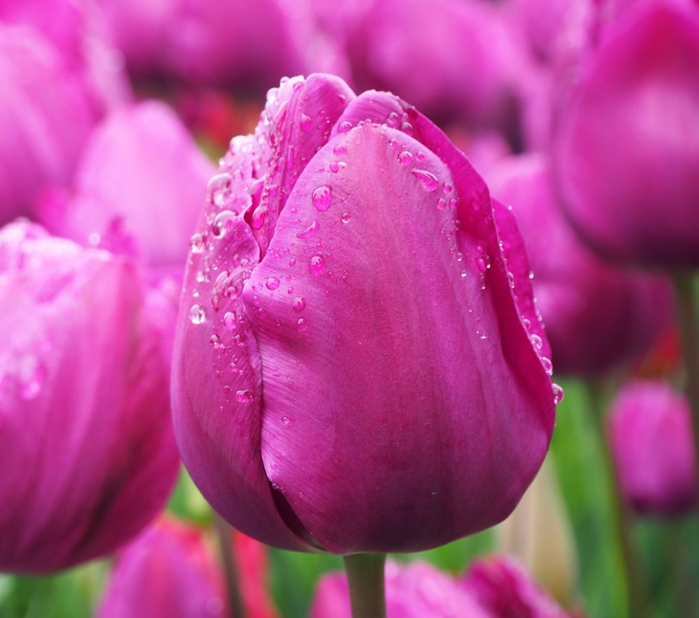 a close up of a pink flower with water droplets on it