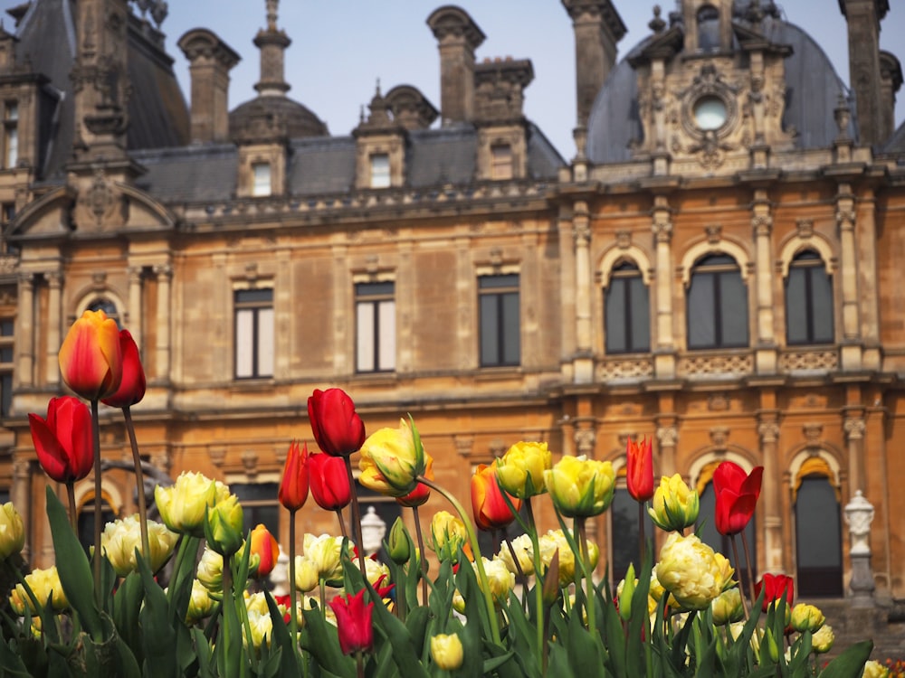 tulips and other flowers in front of a building