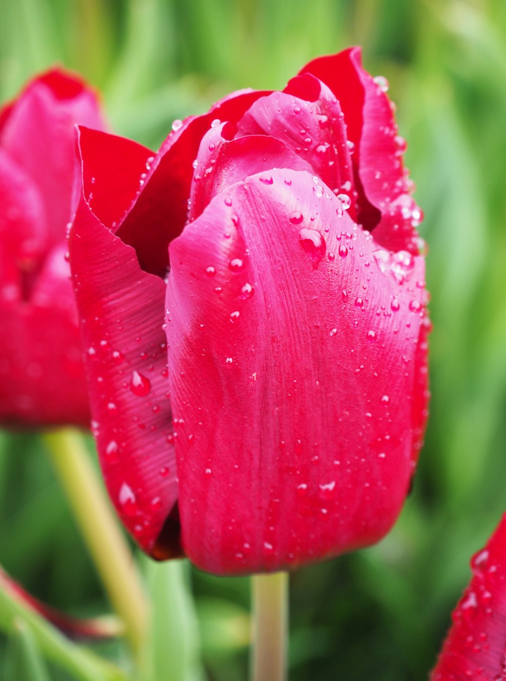 a close up of a red flower with water droplets on it