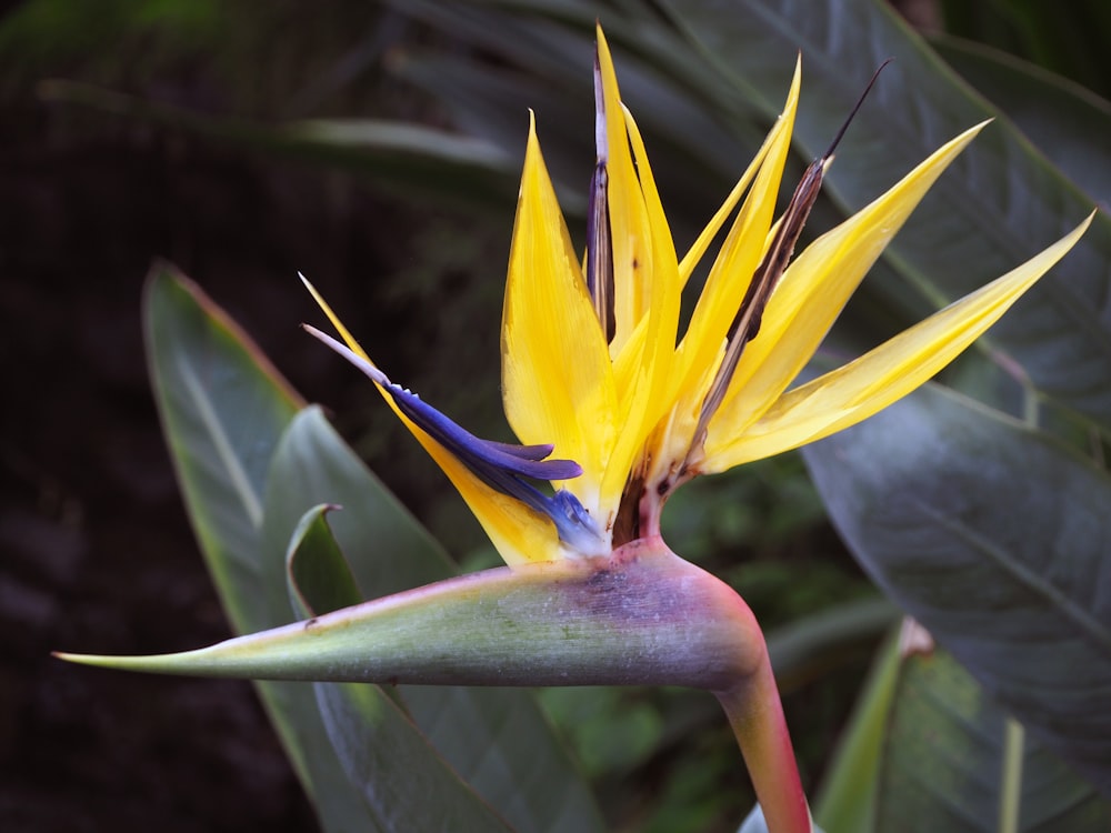 a close up of a yellow flower with green leaves