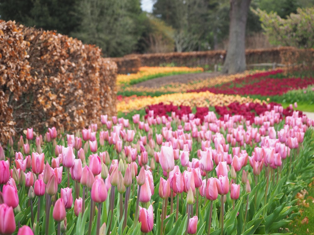 a field of pink and yellow tulips in a park