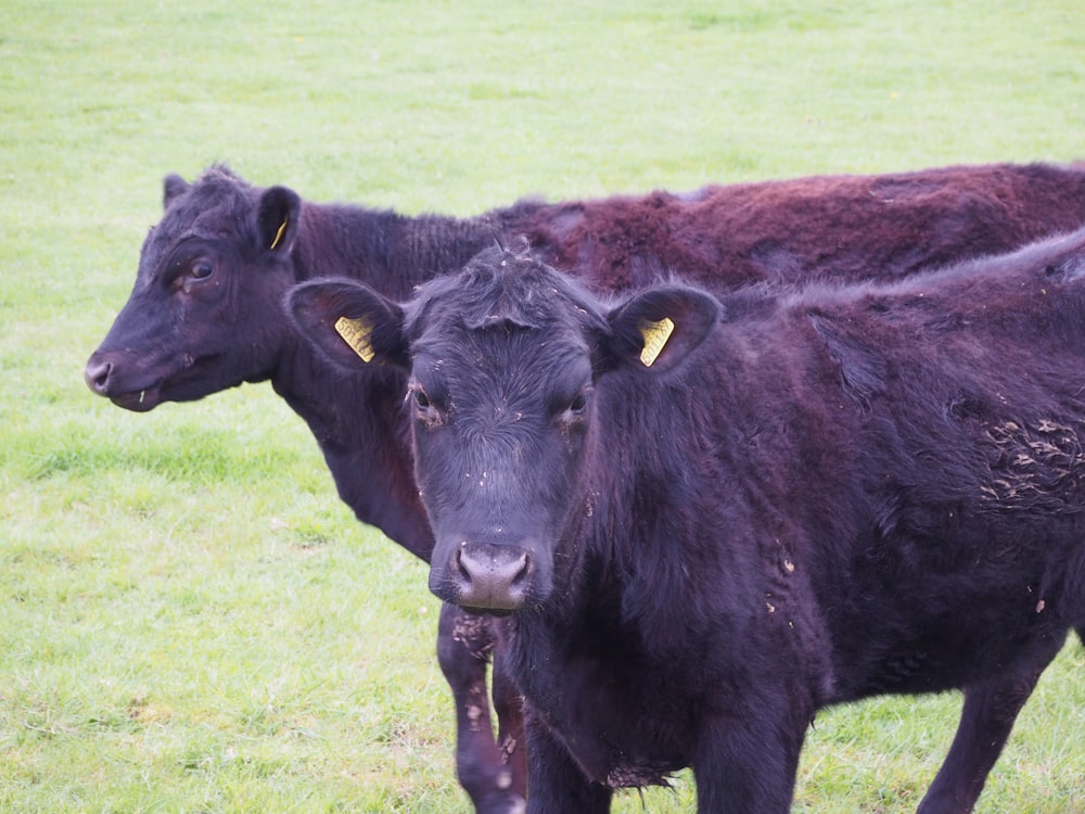 a couple of black cows standing on top of a lush green field