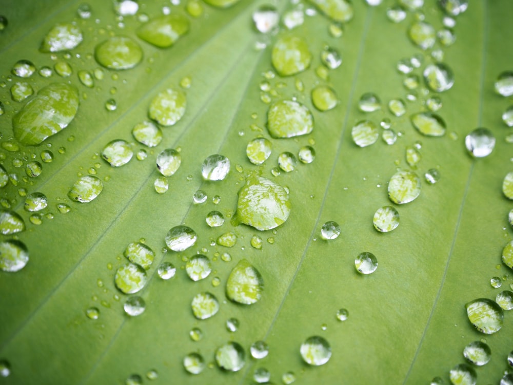 a green leaf with water drops on it