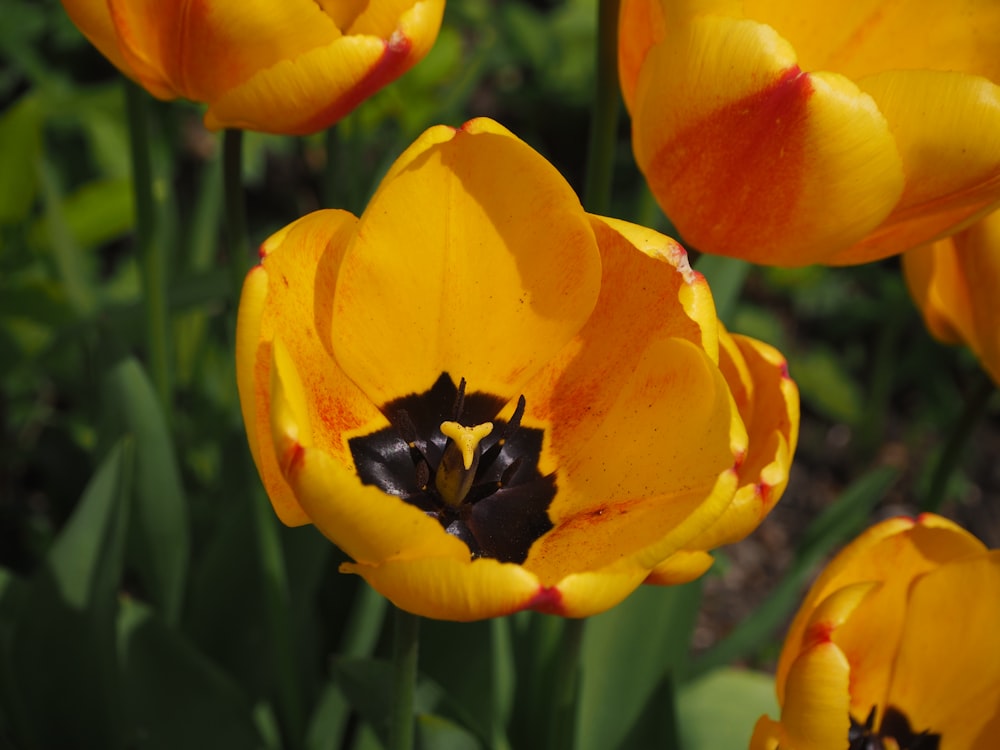 a group of yellow and red tulips in a garden