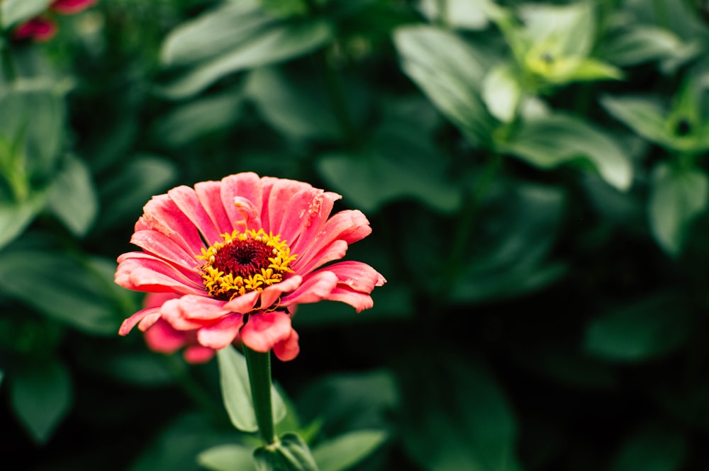 a pink flower with a yellow center surrounded by green leaves