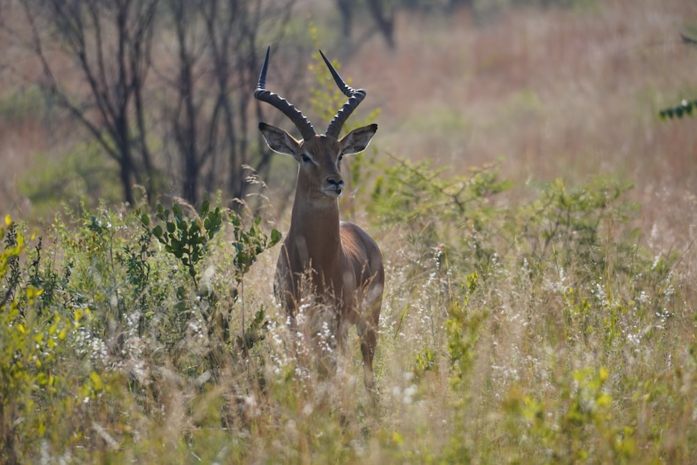 a gazelle standing in a field of tall grass