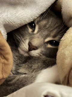 Elegant gray cat bed shaped like a nest with soft padding