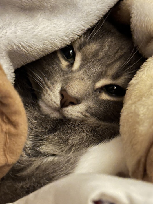 A cozy gray cat is nestled comfortably within plush blankets, peeking out with sleepy eyes. Its fur blends with the neutral tones of the surrounding fabric, creating a serene and snug atmosphere.