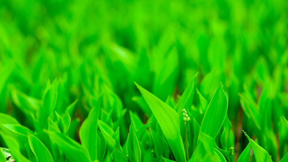 a close up of a green grass field