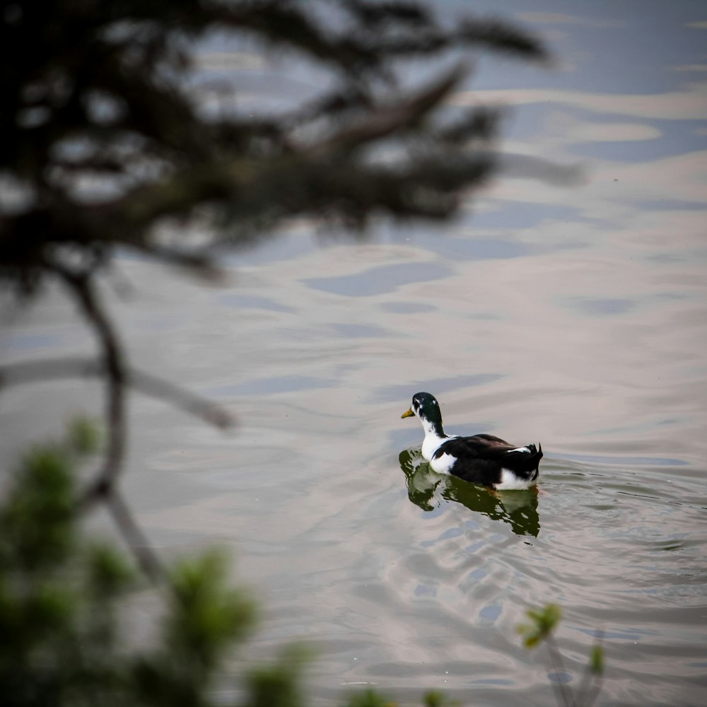 a duck floating on top of a body of water