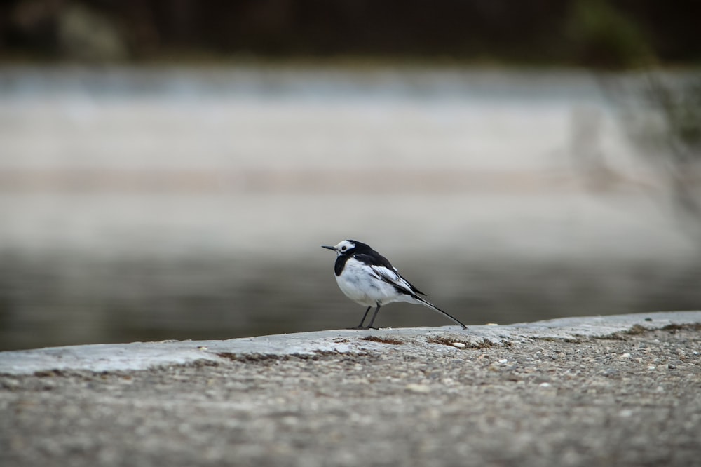 a small black and white bird standing on a rock