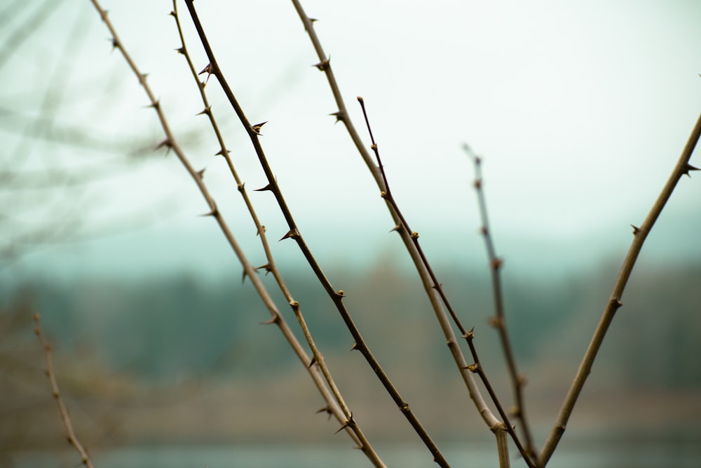 a close up of a tree branch with a blurry background