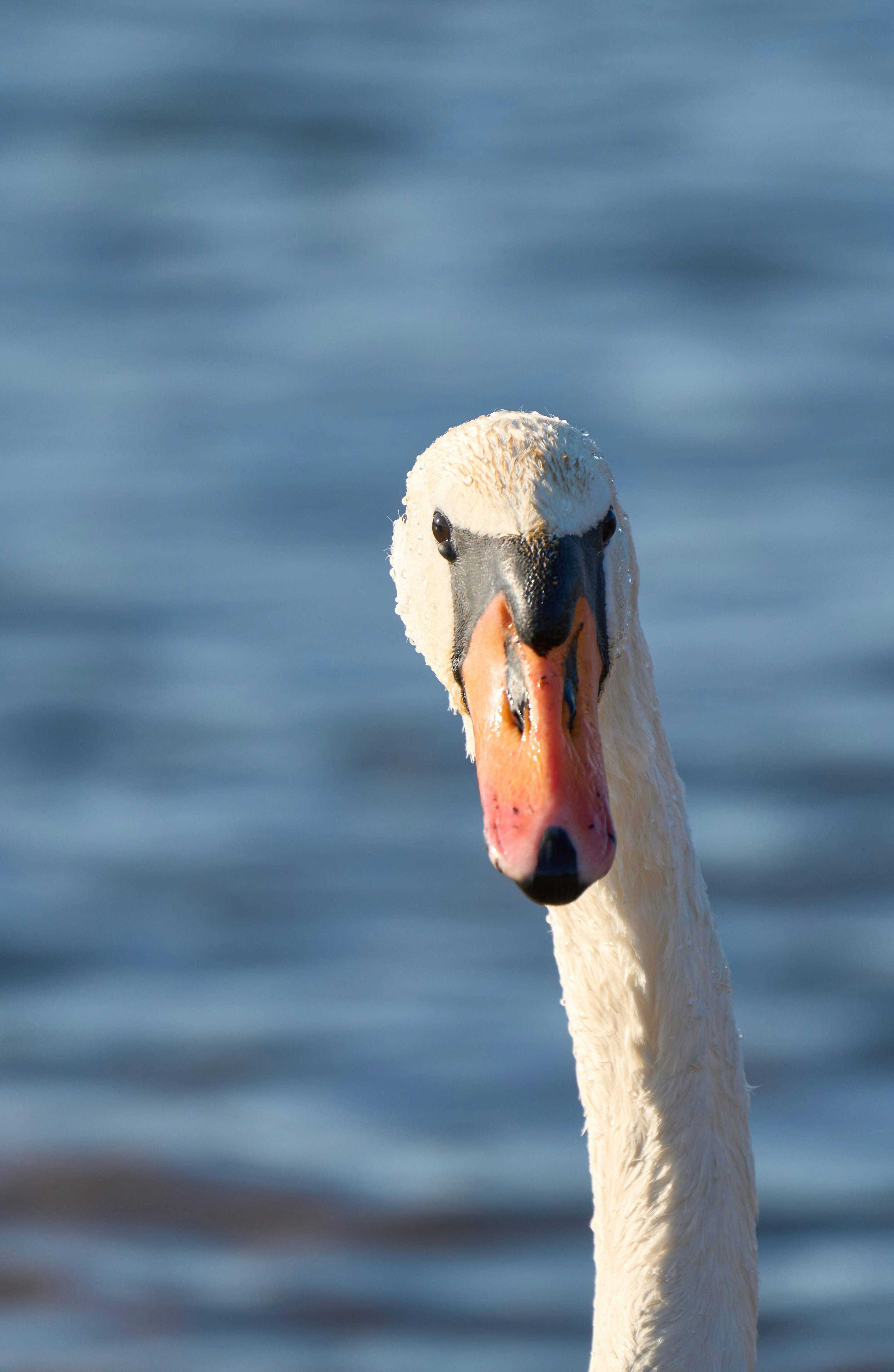 Photo by wolfgang_hasselmann