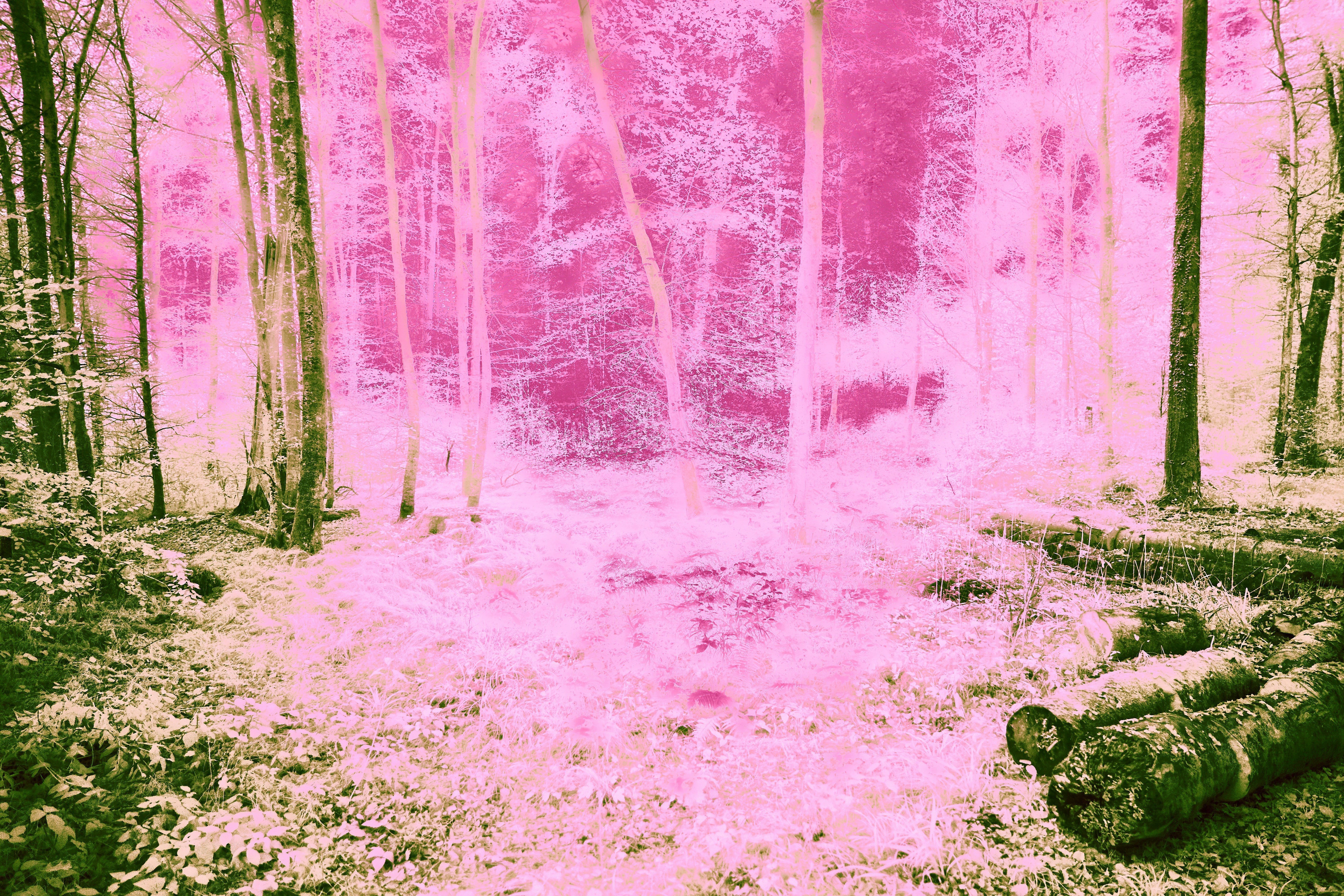 Photo by wolfgang_hasselmann