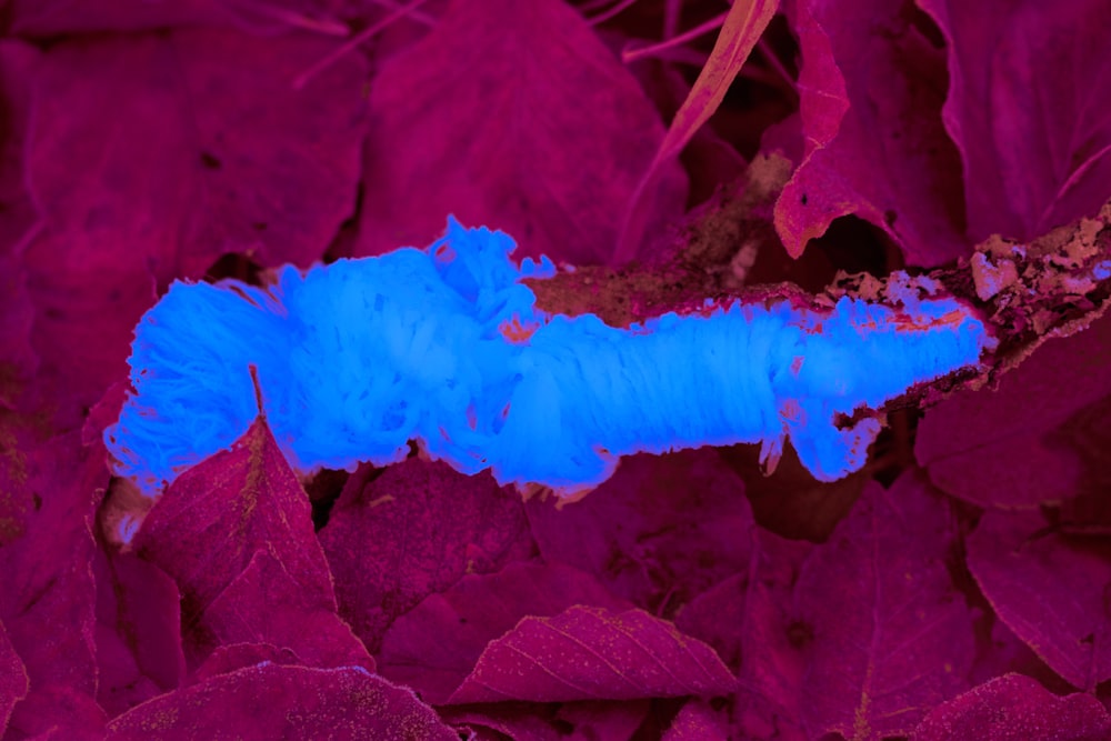a blue caterpillar crawling on a purple plant