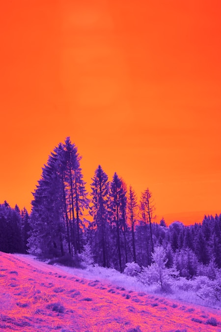 Temperatura de color y balance de blancos: guía práctica