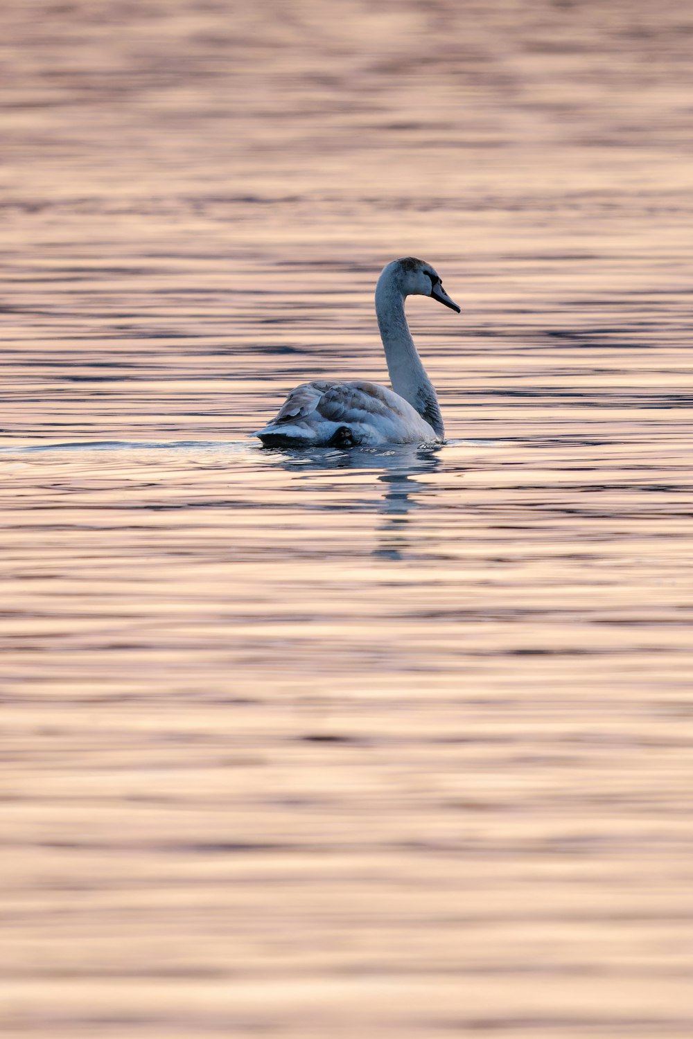 a swan is swimming in a body of water