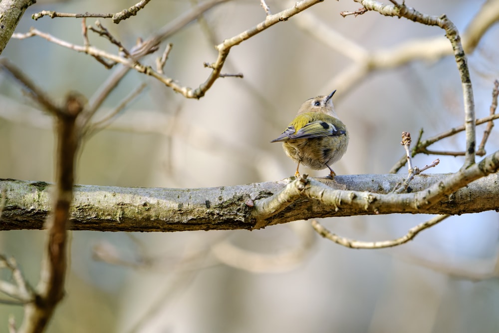 a small bird sitting on a branch of a tree