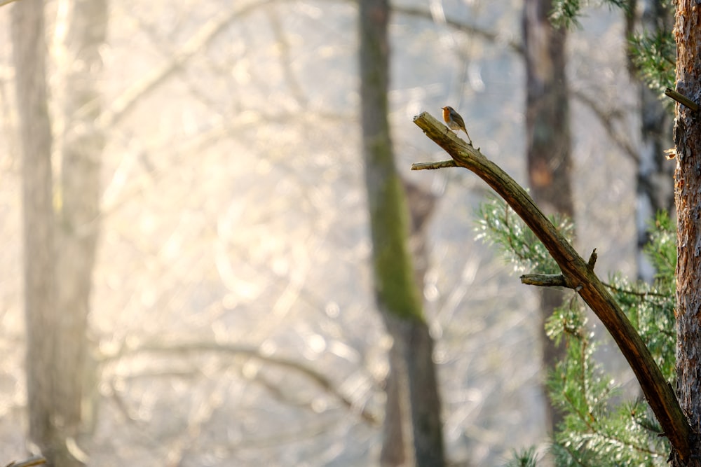 a bird perched on a branch in a forest