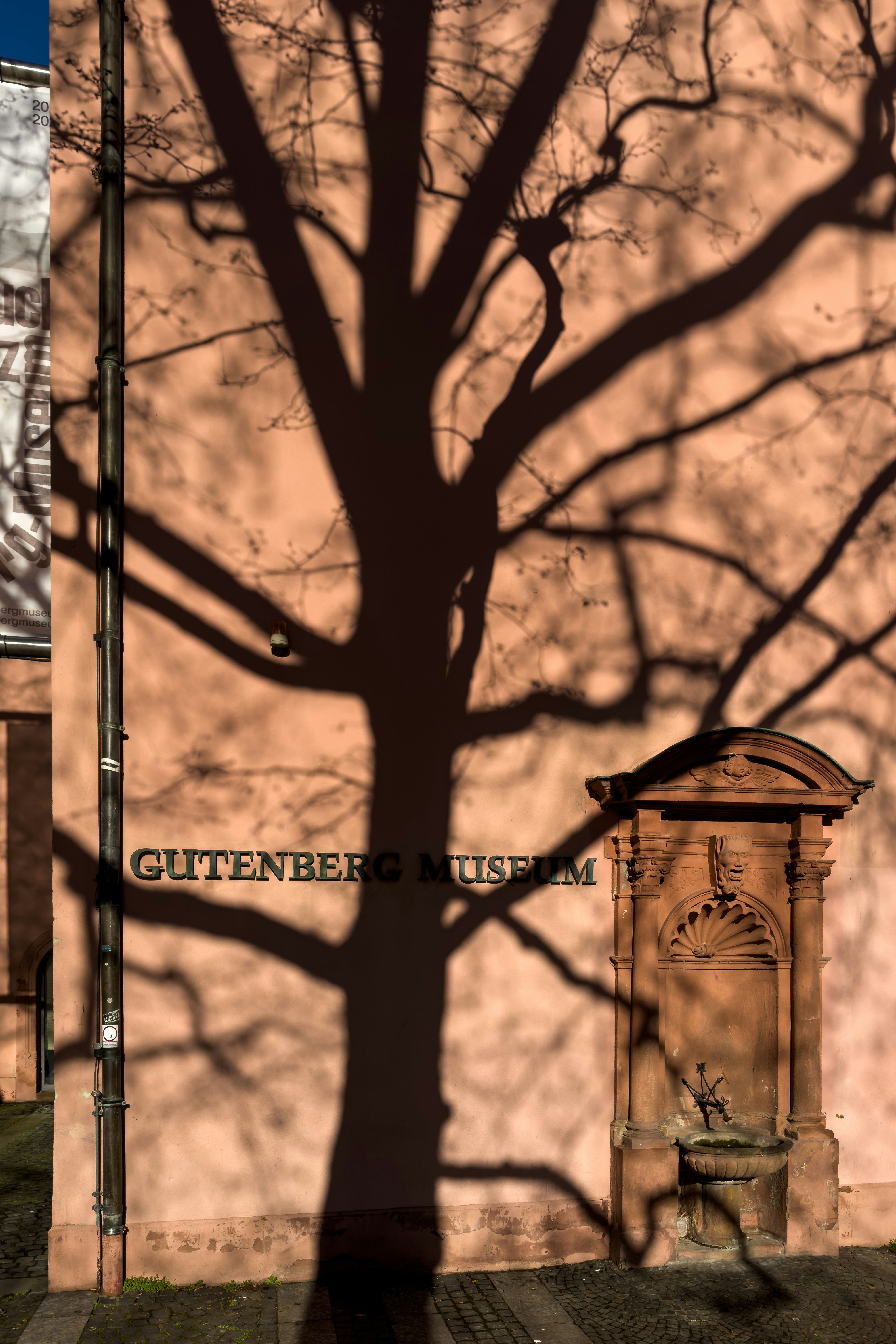 a shadow of a tree on a building