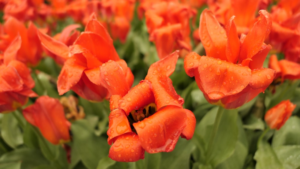 a bunch of orange flowers with water droplets on them