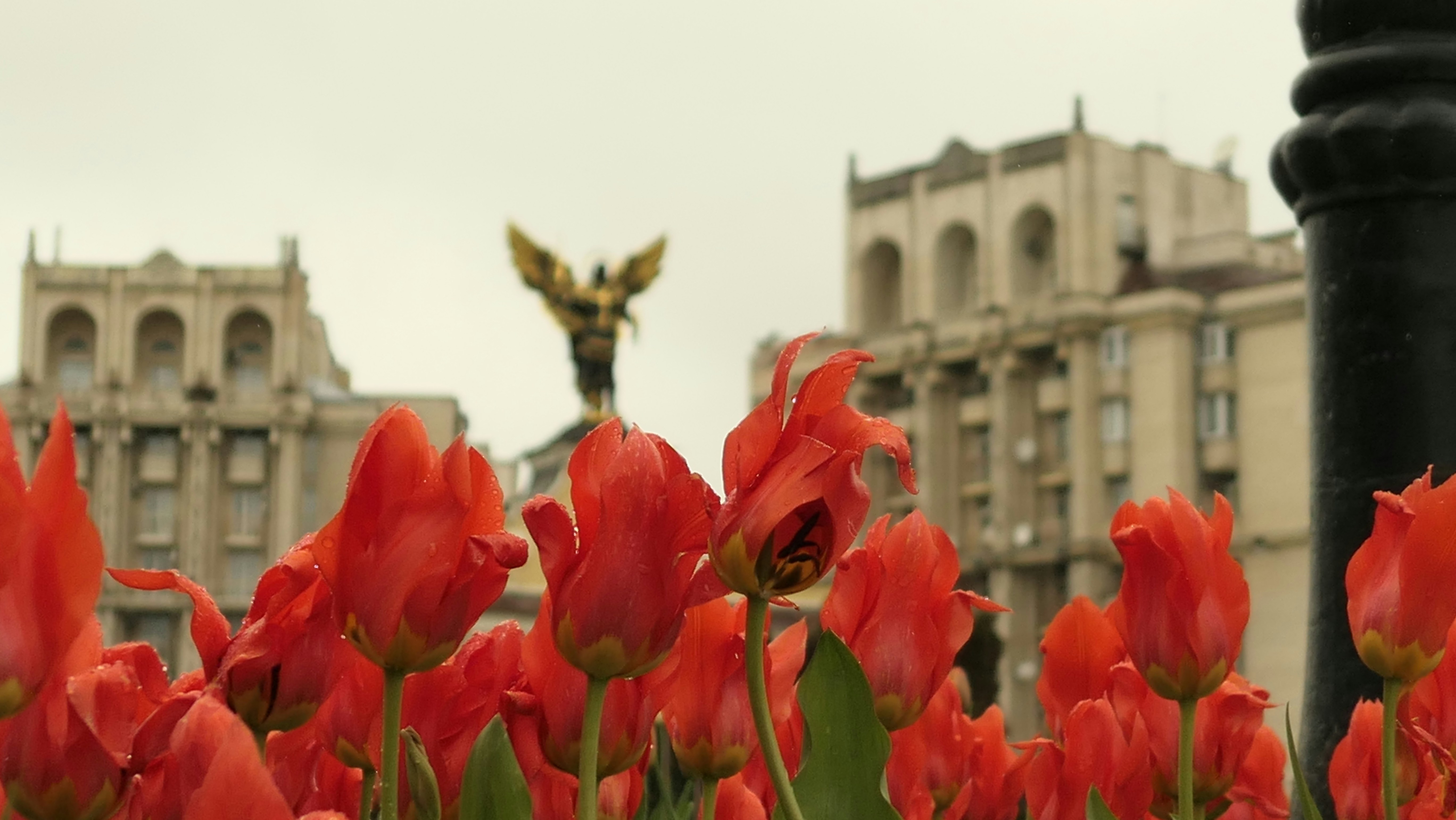 a bunch of red flowers in front of a statue