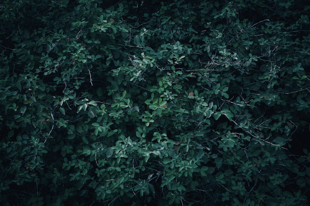 a tree with lots of green leaves on it