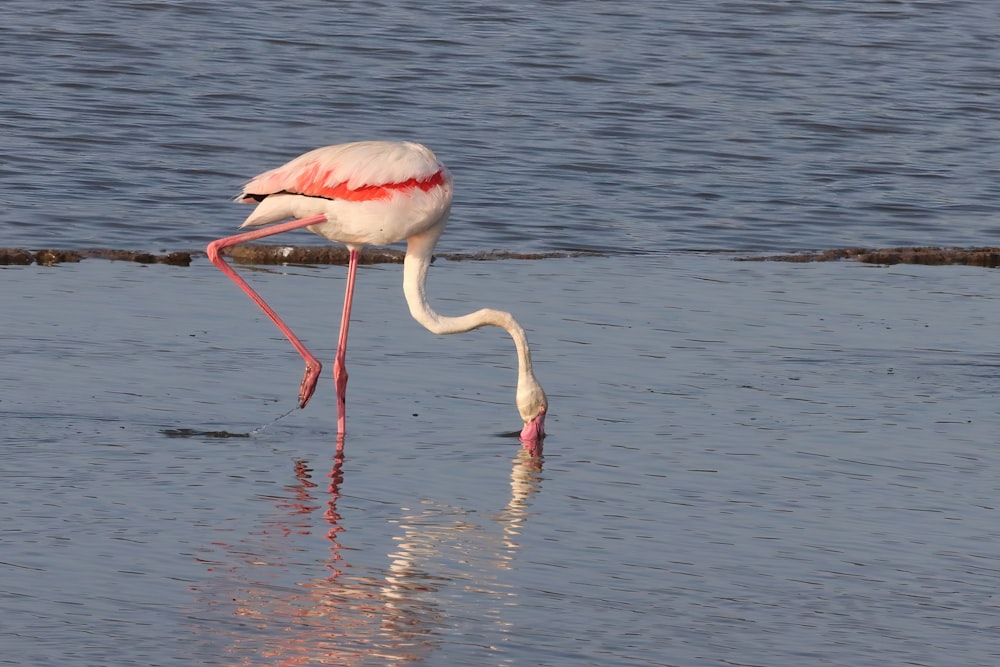 a pink flamingo standing in shallow water