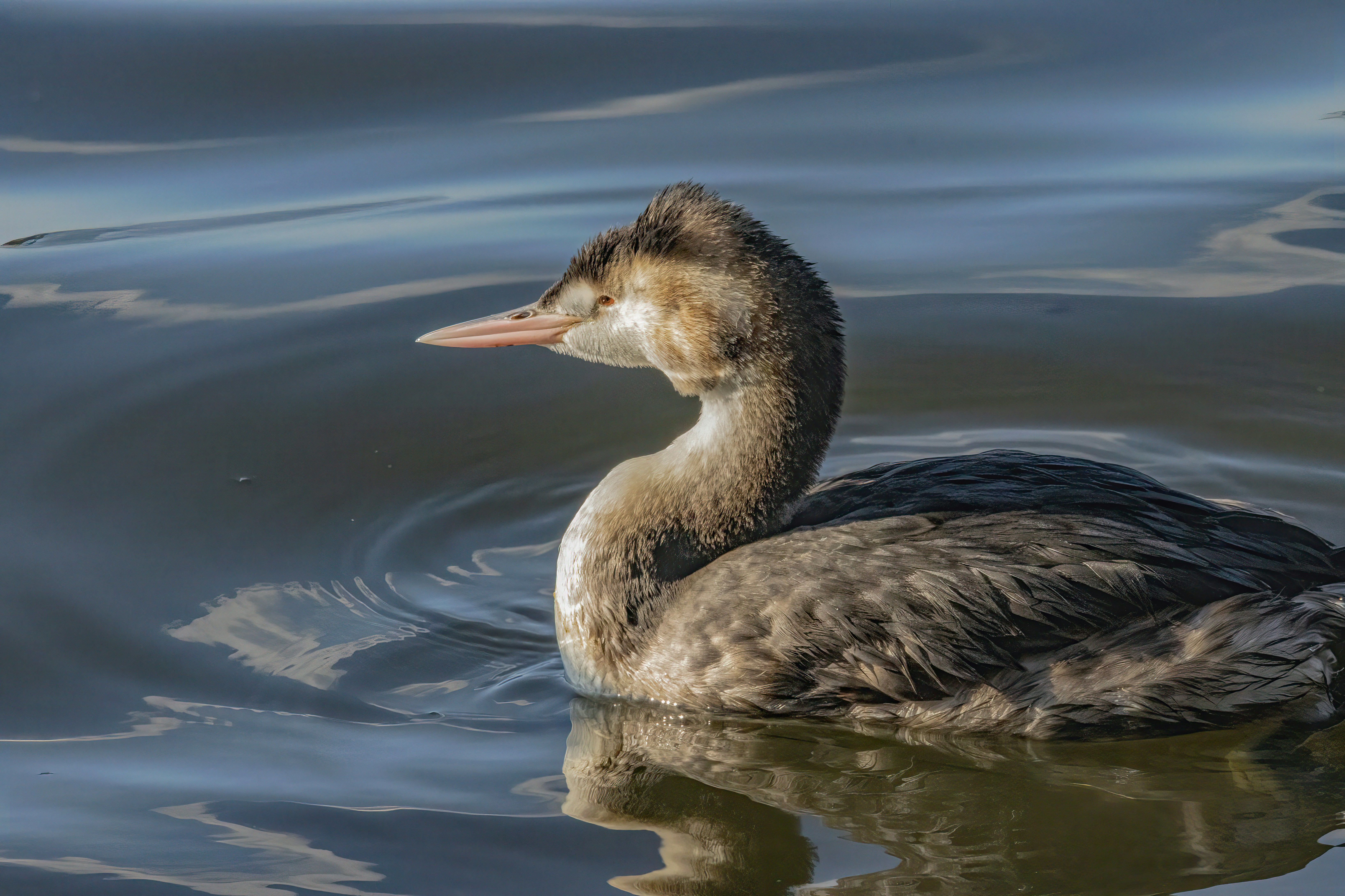 a duck floating on top of a body of water
