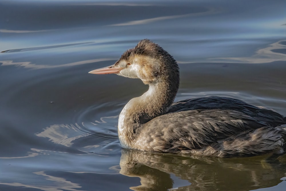 Eine Ente, die auf einem Gewässer schwimmt