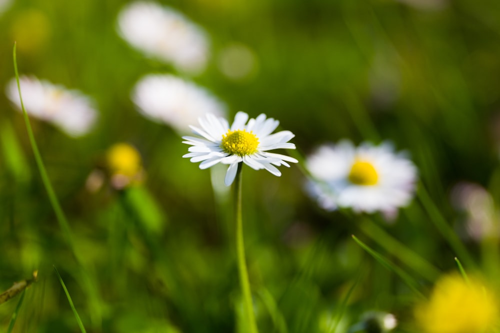 a close up of a daisy in a field of grass