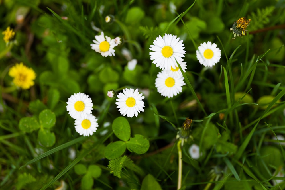 a group of daisies in a field of grass