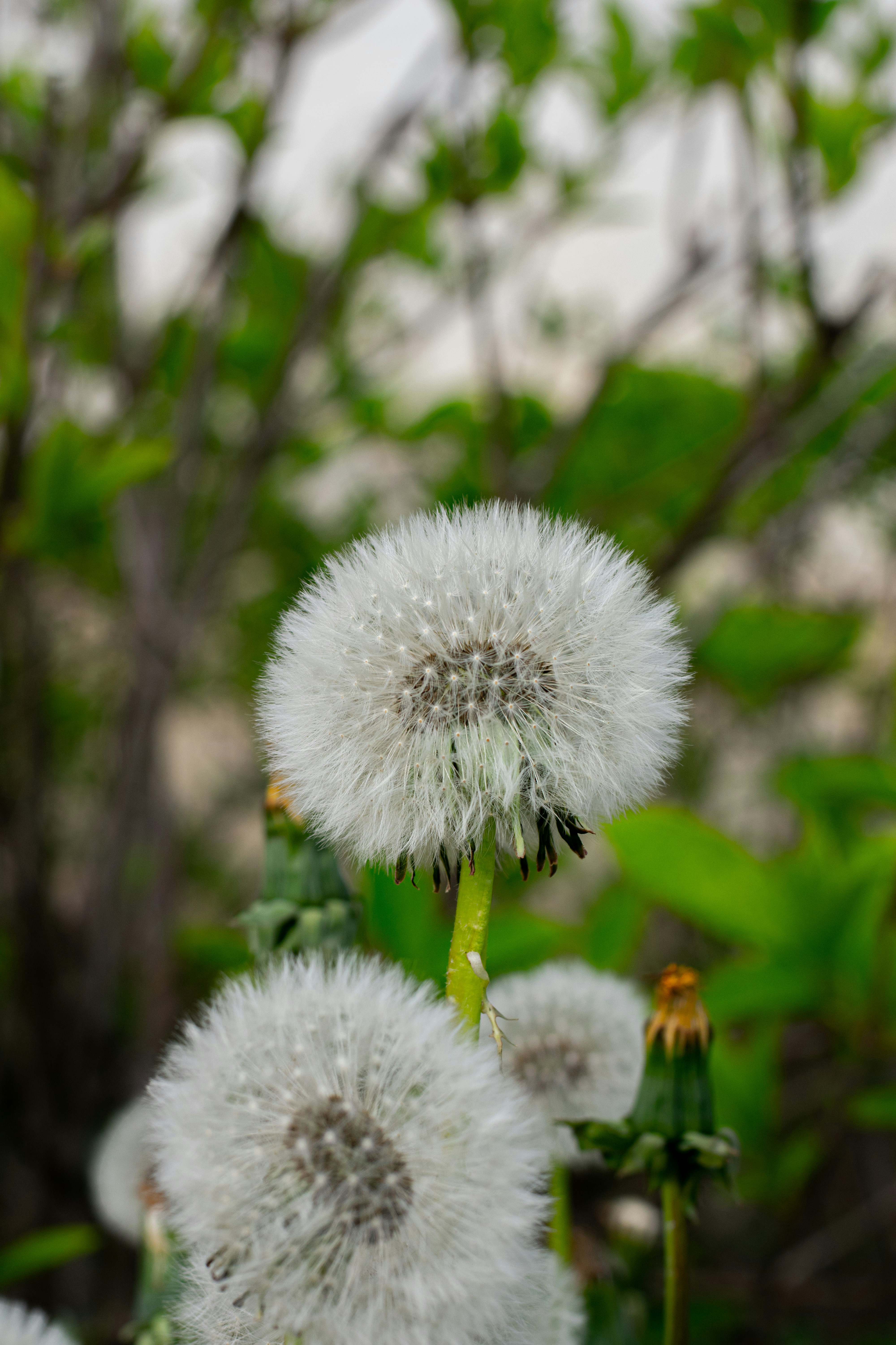 Photo by felixjiricka