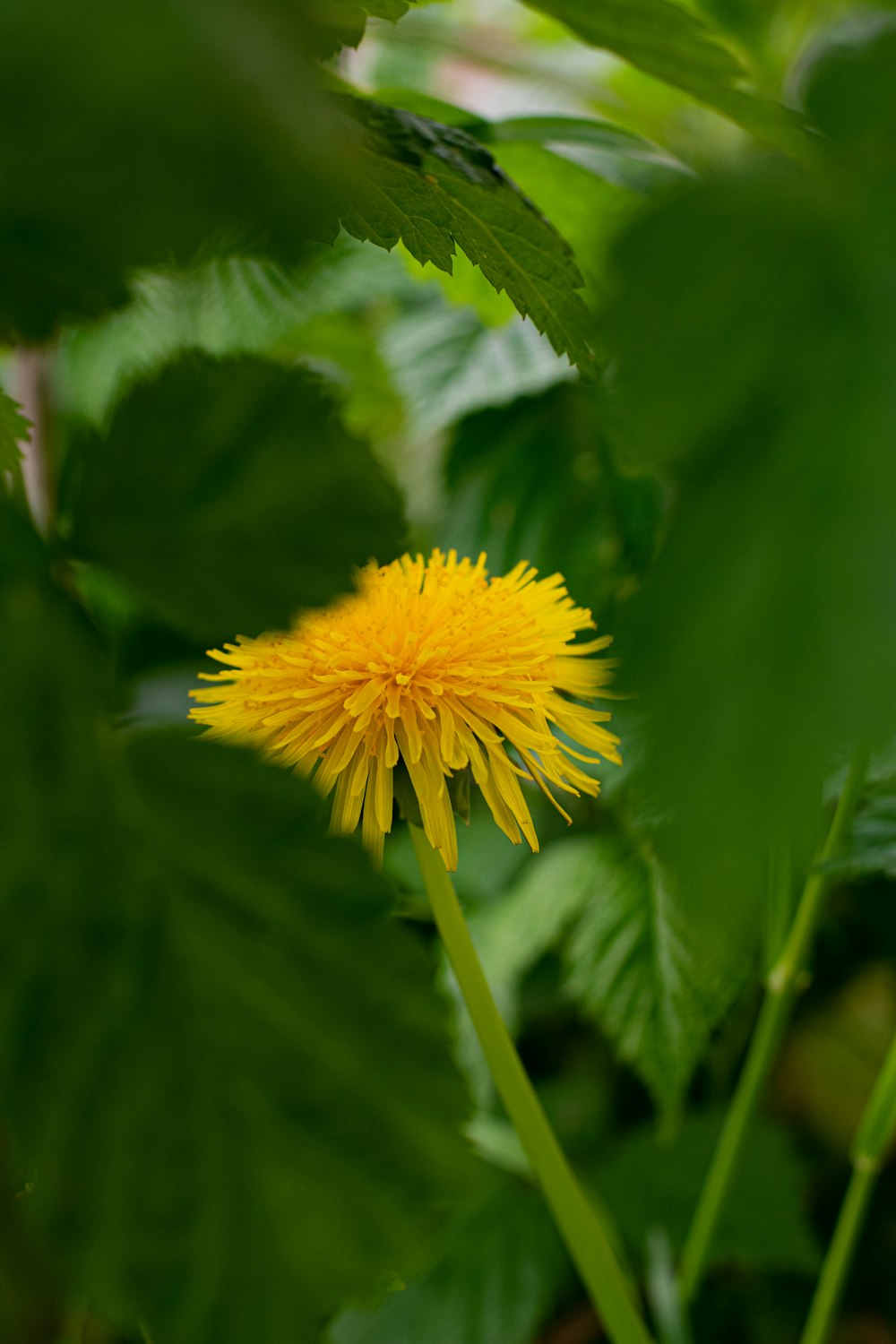 a yellow dandelion in the middle of green leaves