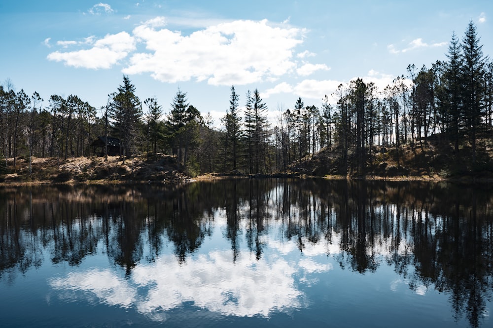 a body of water surrounded by trees on a sunny day