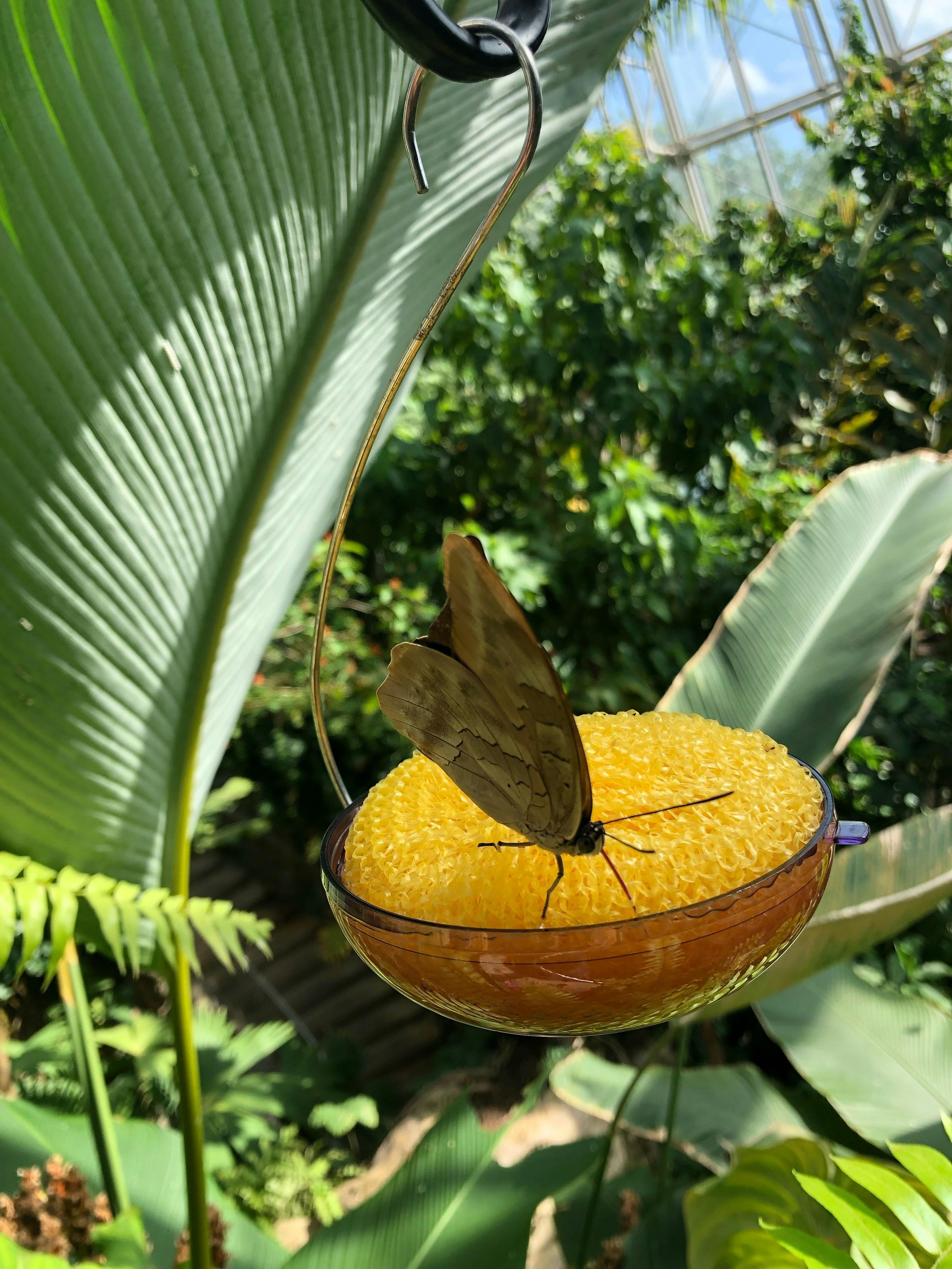Read more about the article How I Accidentally Created a Butterfly Sanctuary While Fixing Drainage Issues in Indianapolis