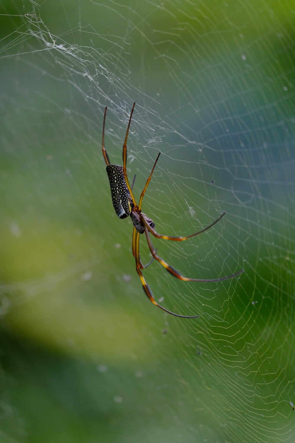 a close up of a spider on a web