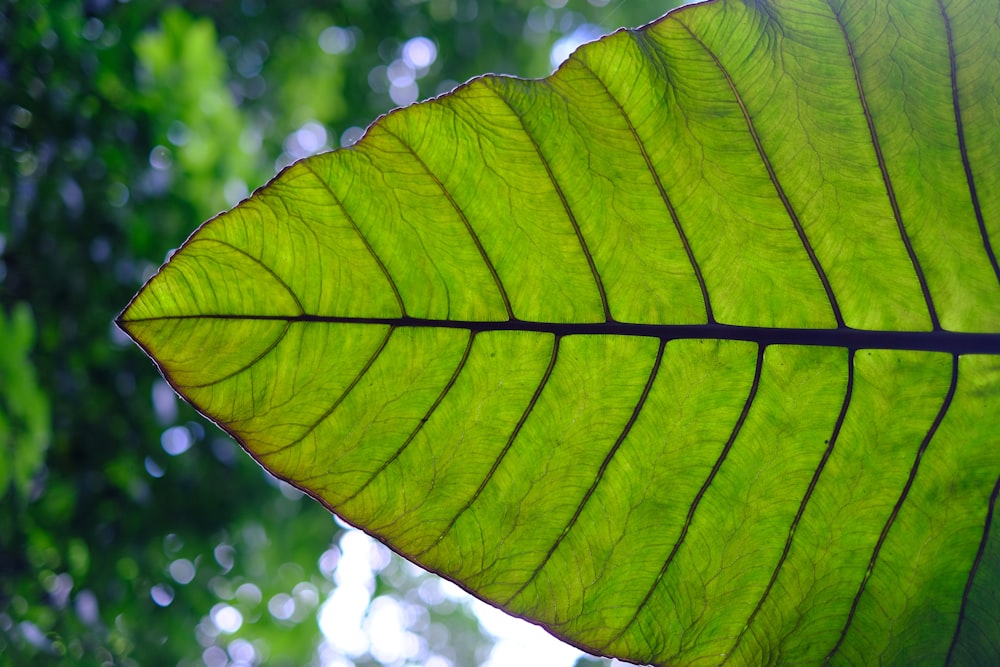 a close up of a large green leaf