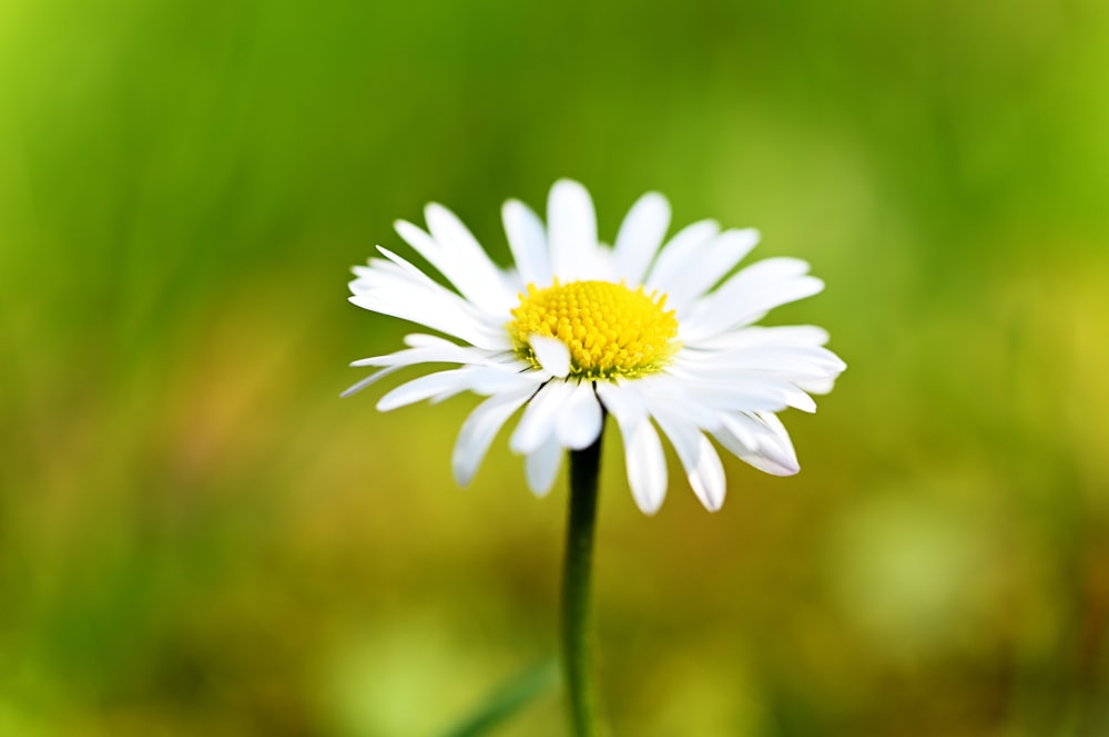 a close up of a flower with a blurry background