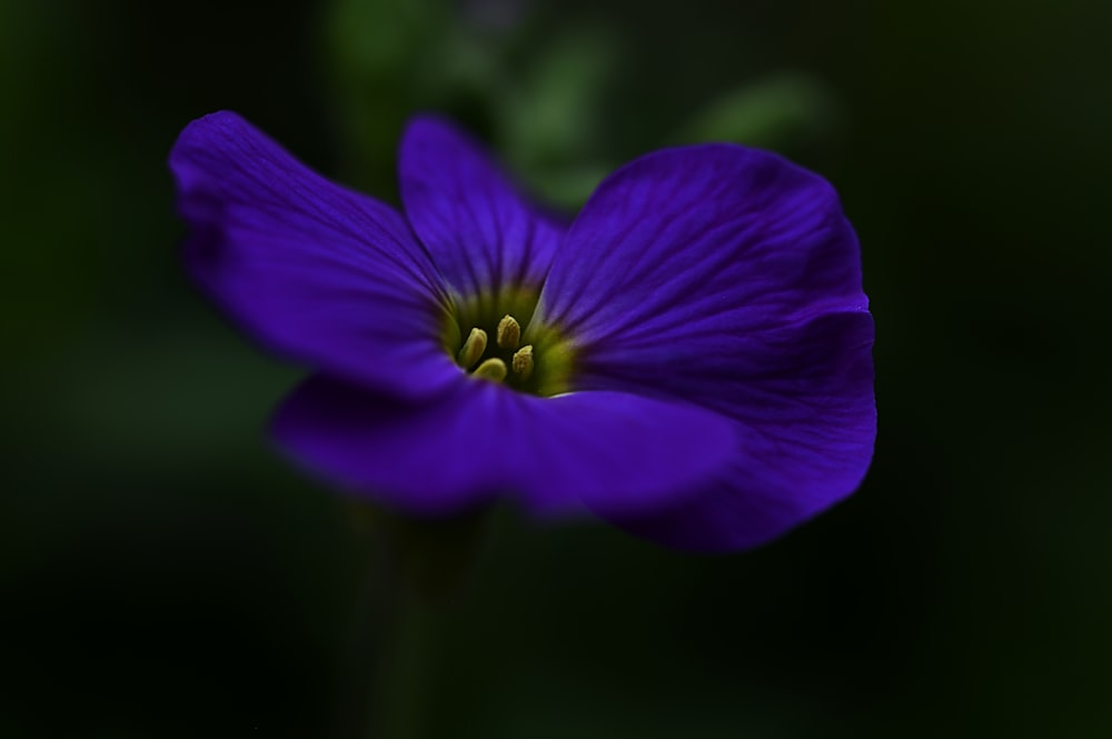 Un primer plano de una flor púrpura con un fondo borroso