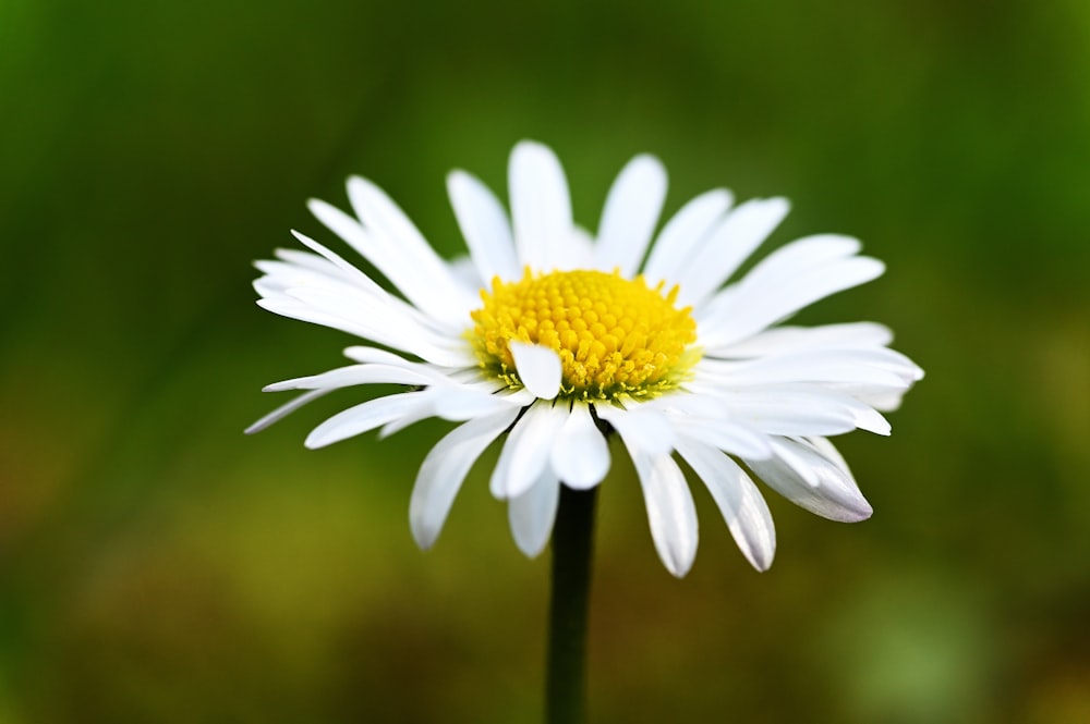 a close up of a white flower with a yellow center